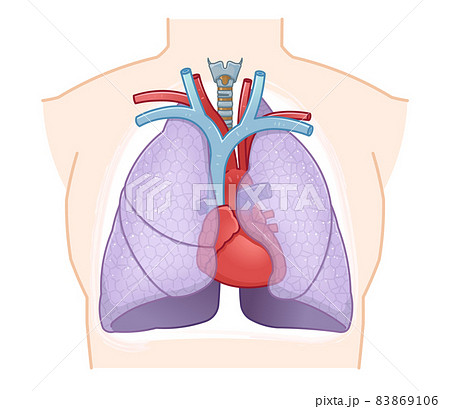 肺 心臓 気管のイラストのイラスト素材