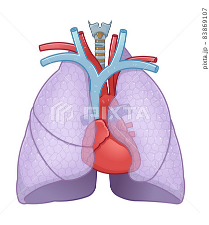 肺 心臓 気管のイラストのイラスト素材