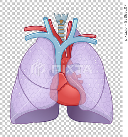 肺・心臓・気管のイラストのイラスト素材 [83869107] - PIXTA