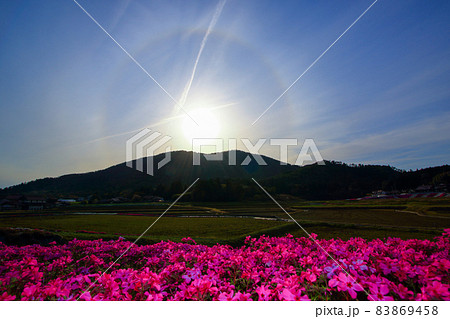 シバザクラ越しの西空に現れた日暈 シバザクラ越しの西空に現れた日暈 83869458
