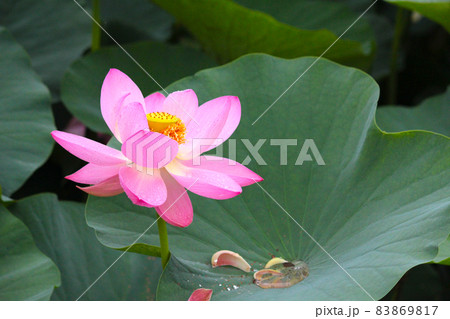 はすの花 83869817