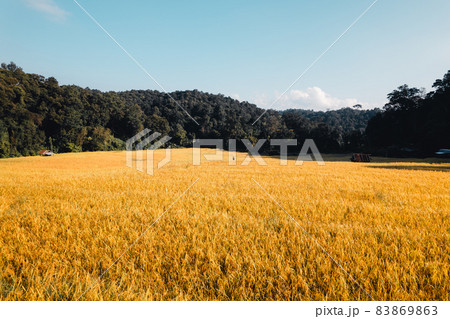 Aerial view of golden rice terrace field in morning 83869863