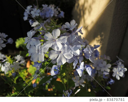 ストレプトカーパス・サクソルム（クリスタルアイス）　Streptocarpus saxorum 83870781