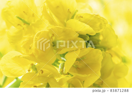 菜の花と水滴 83871288
