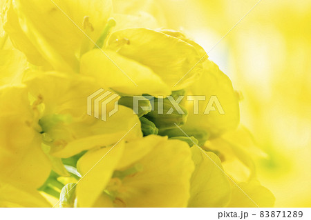 菜の花と水滴 83871289