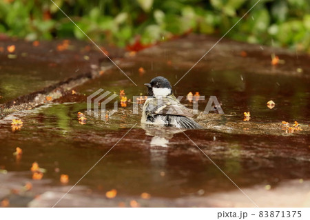 キンモクセイの花散る水場に水浴びに来たシジュウカラ 83871375