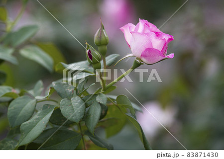 薔薇園にピンク色と白色の薔薇の花が咲いています。このバラの名前はボルデュール・ローズです。 薔薇園にピンク色と白色の薔薇の花が咲いています。このバラの名前はボルデュール・ローズです。 83871430