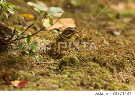雑木林の中で餌探し中のアオジのメス 83871434
