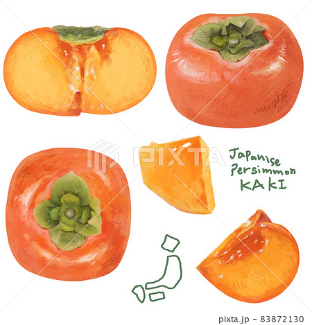 リアルかつ優しいタッチの柿のイラスト Basic Ver のイラスト素材