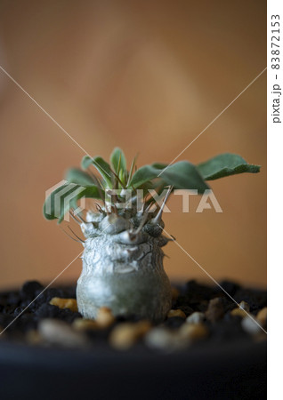 パキポディウム・ナマクアナム パキポディウム・ナマクアナム 83872153