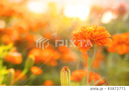 closeup of orange marigolds bathed in sunlight in garden closeup of orange marigolds bathed in sunlight in garden 83872771