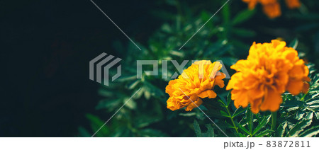 banner with orange marigolds with green leaves in garden  83872811