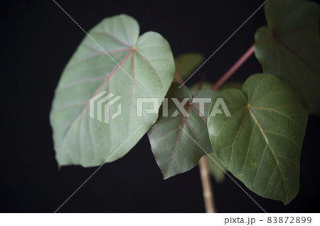 フィカス ペティオラリスの葉の写真素材 8729