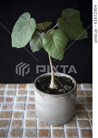 フィカス・ペティオラリス フィカス・ペティオラリス 83872904