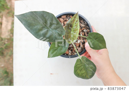 Alocasia Wentii ,Alocasia plant Alocasia Wentii ,Alocasia plant 83873047