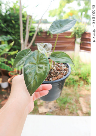 Alocasia Wentii ,Alocasia plant Alocasia Wentii ,Alocasia plant 83873048