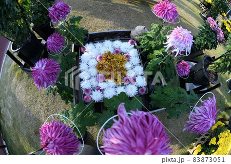 菊祭り 菊祭り 83873051