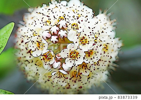 パステル調　”丸い球状の花　”アメリカテマリシモツケ””　イラストイメージ 83873339