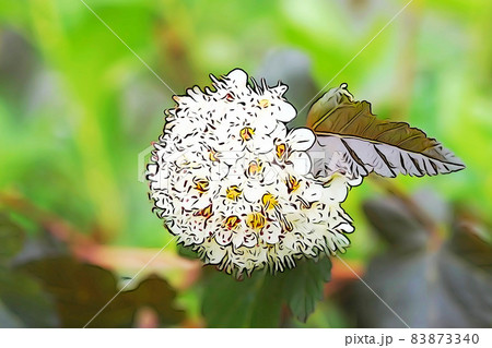 パステル調　”丸い球状の花　”アメリカテマリシモツケ””　イラストイメージ 83873340