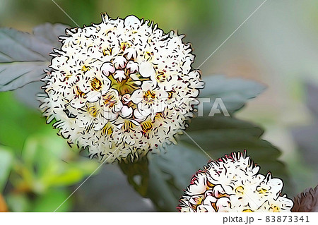 パステル調　”丸い球状の花　”アメリカテマリシモツケ””　イラストイメージ 83873341