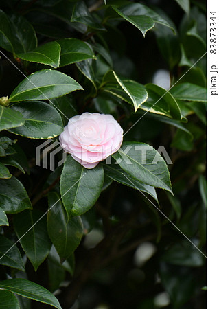 さざんかの花 83873344
