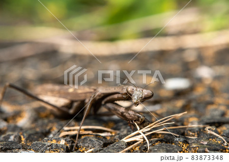 コカマキリ 83873348