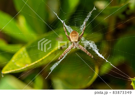 コガタコガネグモ幼体 83873349