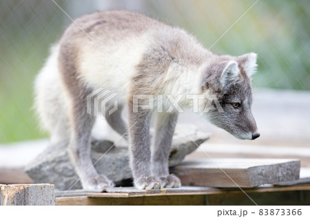 Very young polar fox Very young polar fox 83873366