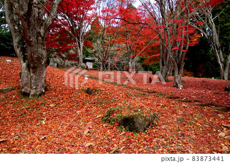 秋の土津神社・落ち葉(福島県・猪苗代町) 秋の土津神社・落ち葉(福島県・猪苗代町) 83873441