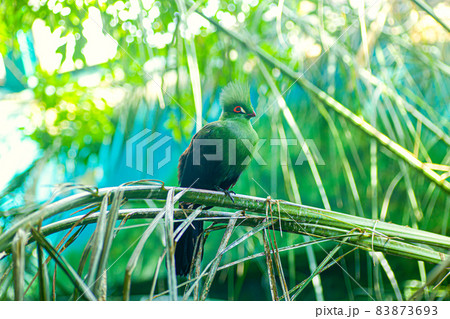 Green Tauraco Tauraco bird. Green exotic bird of west Africa 83873693