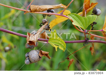 秋、畑に長いものムカゴが沢山付いている 83873904