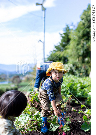 家族で芋掘り　薩摩芋　畑　収穫 83874327