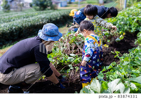 家族で芋掘り　薩摩芋　畑　収穫 83874331