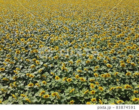 Sunflower field, top view. Sunflower plants bloom in a farmer's field. 83874591