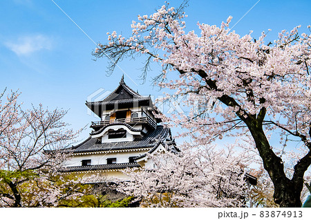 愛知県犬山市 犬山城　桜と天守 83874913