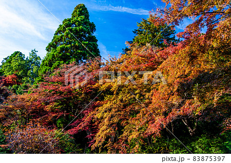 東京都 多摩御陵の紅葉 東京都 多摩御陵の紅葉 83875397