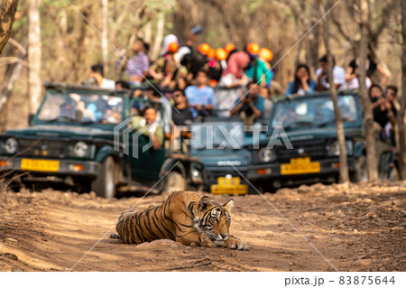 Showstopper wild indian male tiger o road with roadblock head on and front view and gypsy or safari vehicles in background at Ranthambore National Park or Tiger Reserve India - panthera tigris tigris Showstopper wild indian male tiger o road with roadblock head on and front view and gypsy or safari vehicles in background at Ranthambore National Park or Tiger Reserve India - panthera tigris tigris 83875644