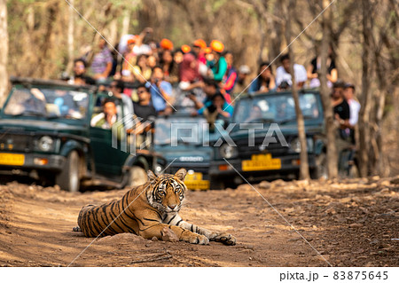 Showstopper wild indian male tiger o road with roadblock head on and front view and gypsy or safari vehicles in background at Ranthambore National Park or Tiger Reserve India - panthera tigris tigris Showstopper wild indian male tiger o road with roadblock head on and front view and gypsy or safari vehicles in background at Ranthambore National Park or Tiger Reserve India - panthera tigris tigris 83875645
