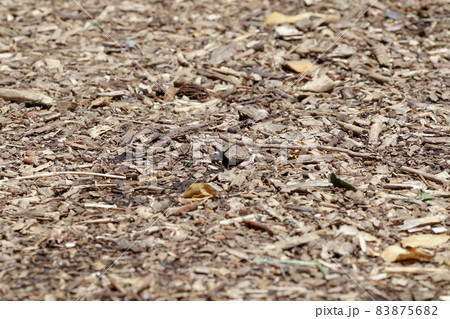 木、ウッドチップ、木屑、散歩、散歩道、道、山道、ハイキング、散策、ウォーキング、屋外 83875682
