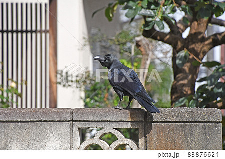 民家のブロック塀の上のハシブトガラス(嘴太鴉) 民家のブロック塀の上のハシブトガラス(嘴太鴉) 83876624