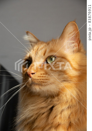 見つめる猫 茶トラ猫 見つめる猫 茶トラ猫 83876911