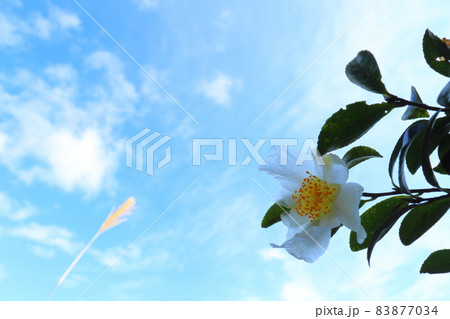 原種のサザンカ　青空 83877034