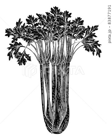 Celery Vegetable Vintage Woodcut Illustration 83877191