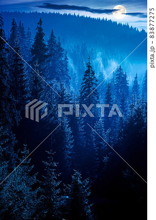 coniferous forest at foggy night. trees at the foot of a hill in full moon light. blue sky with fluffy clouds. idyllic countryside scenery coniferous forest at foggy night. trees at the foot of a hill in full moon light. blue sky with fluffy clouds. idyllic countryside scenery 83877275