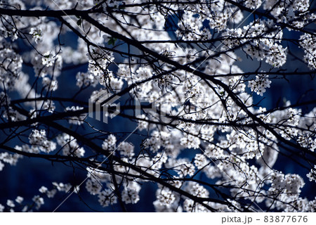 Apricot tree blossoms Apricot tree blossoms 83877676