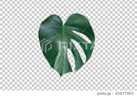 龜背竹葉 龜背竹葉 83877803