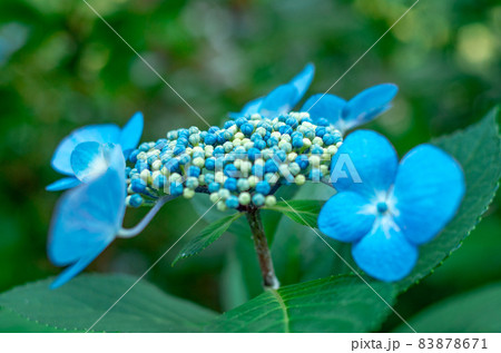 青色の紫陽花 青色の紫陽花 83878671