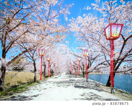 小城公園の桜吹雪 83878675