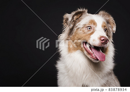 front view cute dog. High quality beautiful photo concept front view cute dog. High quality beautiful photo concept 83878934