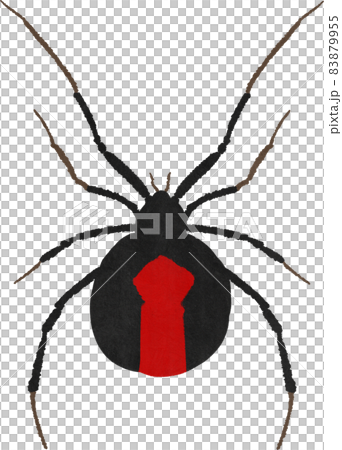 Illustration of a red-backed spider Illustration of a red-backed spider 83879955